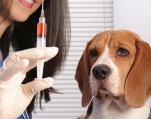 vaccinnation-chien