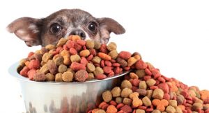 Little chihuahua peaking over  large bowl of dog food too big for him