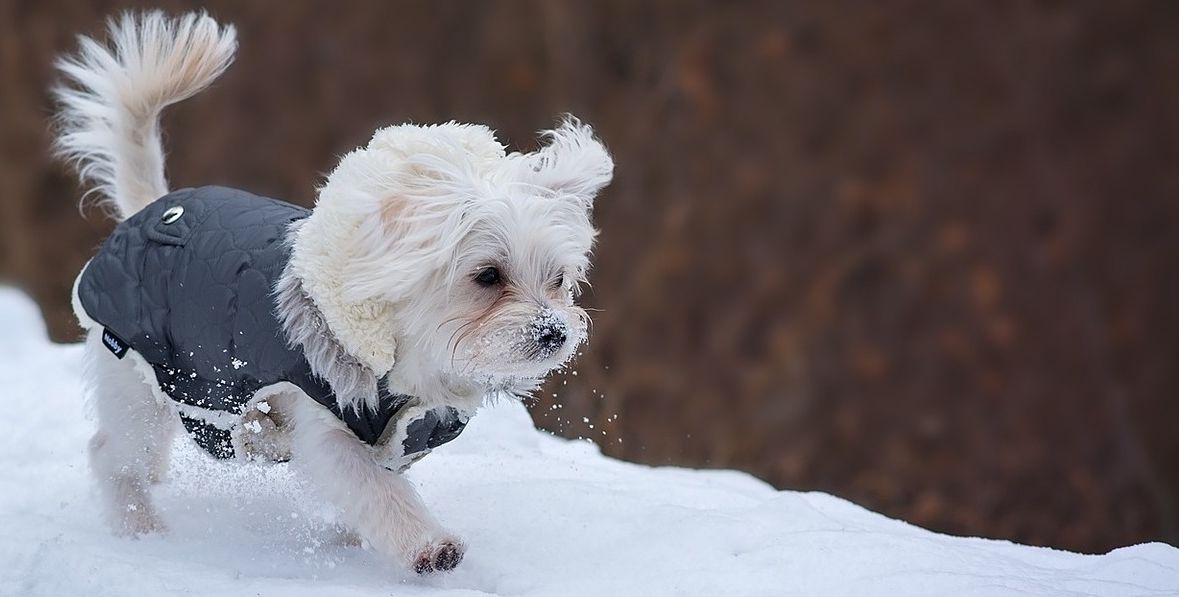 manteau pour chien animalis